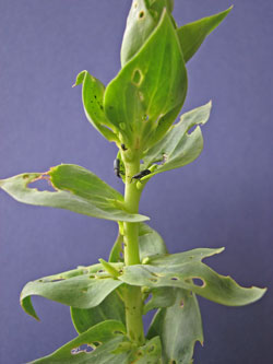 feeding damage to toadflax